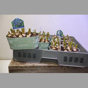 Arr Muscari In Zinken Bakje