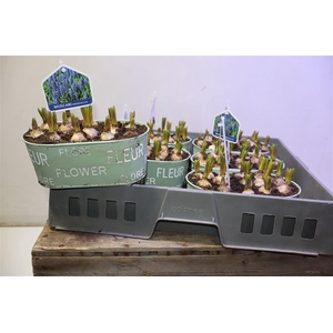 arr8 Arr Muscari In Zinken Bakje