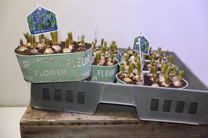 <h4>arr8 Arr Muscari In Zinken Bakje</h4>