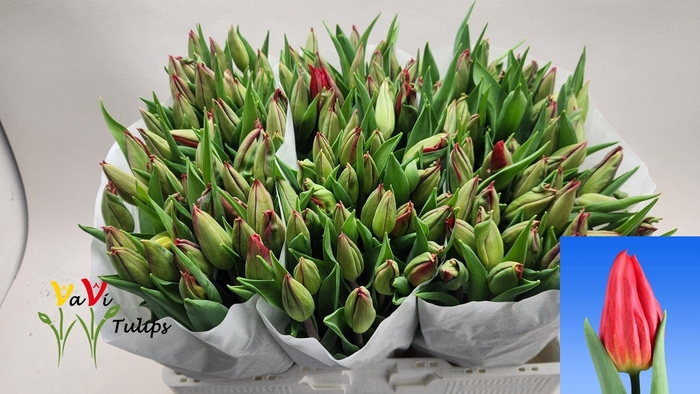 <h4>TU EN STRONG FIRE</h4>