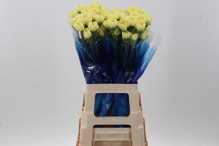 <h4>Di St Illiad Yellow hi</h4>