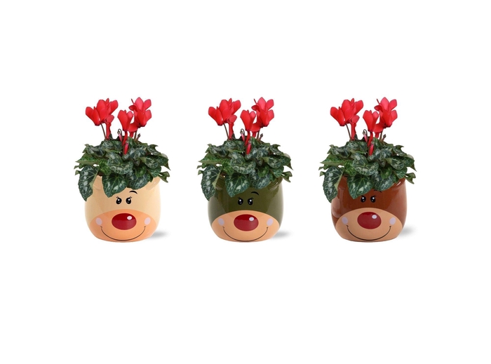 <h4>Collectie 'Bubble Collecties' - Cylcamen Rood in Red Nose Keramiek</h4>