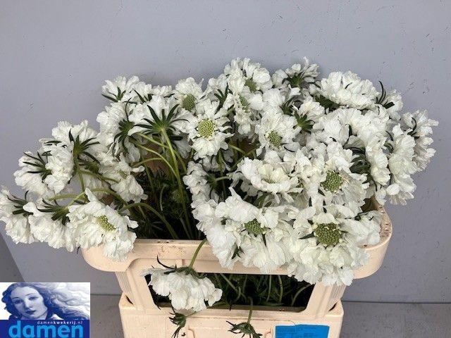 <h4>SCAB C ANNABELLE</h4>