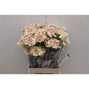 Di St Paoletto (viper)