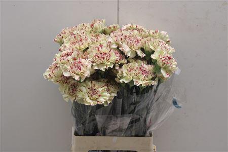 <h4>Di St Paoletto (viper)</h4>