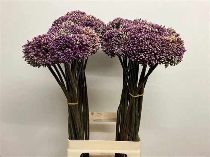 <h4>ALLIUM SUMMER BEAUTY</h4>