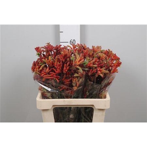 Anigoz Ramp Roy Slav