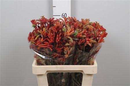 <h4>Anigoz Ramp Roy Slav</h4>