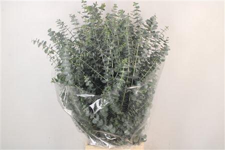 <h4>Euc Baby Blue Per Bunch 200 Gram</h4>