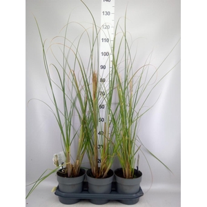 Cortaderia sell.
