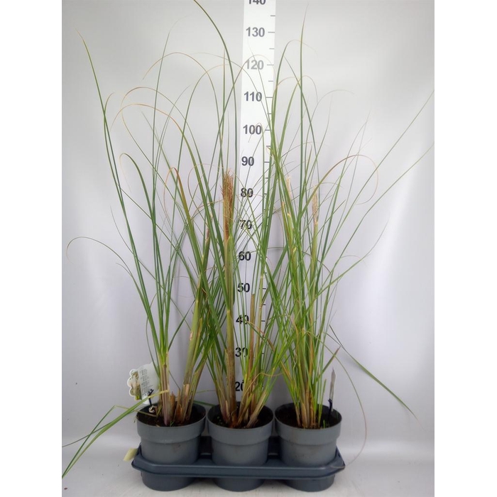 <h4>Cortaderia sell.</h4>