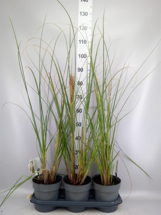 Cortaderia sell.