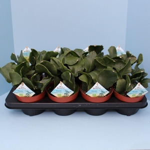 Bio Rhipsalis pachypetera 600-RHIP13