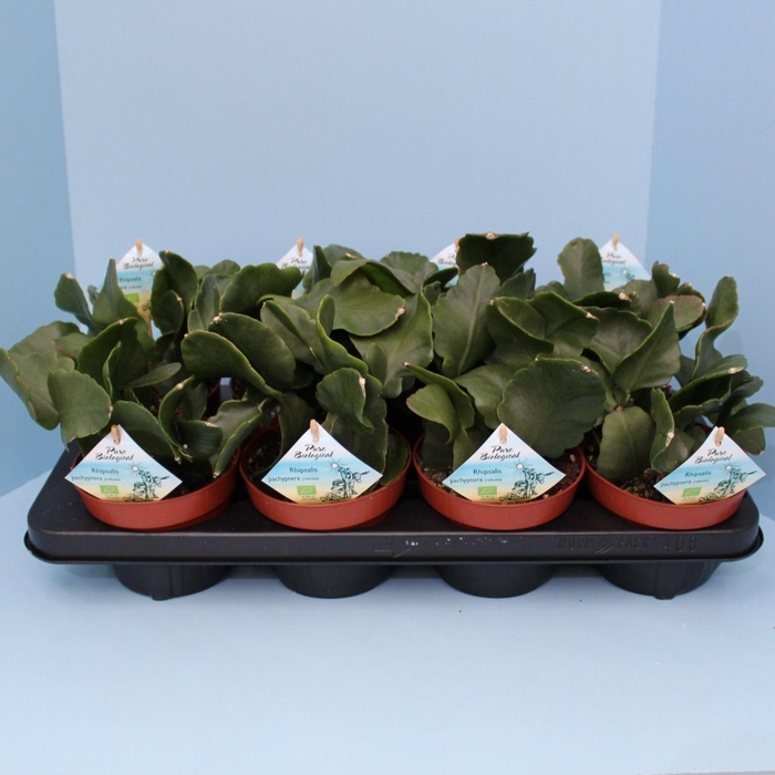 <h4>Bio Rhipsalis pachypetera 600-RHIP13</h4>