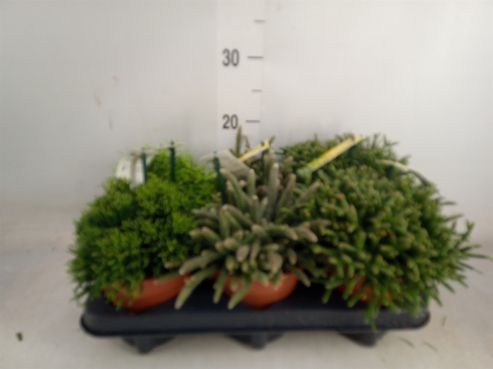 <h4>Rhipsalis   ...mix</h4>