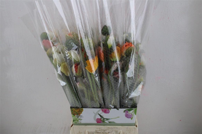<h4>Papaver Mixed1 P Stem</h4>