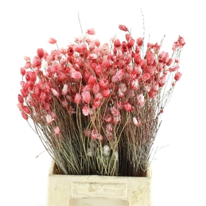 SNIJBLOEMEN KLB H%