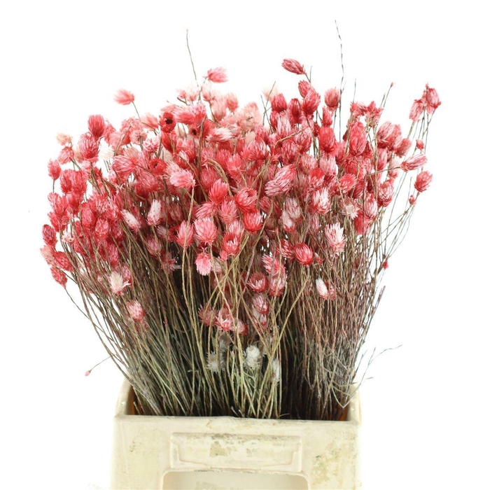 <h4>SNIJBLOEMEN KLB H%</h4>