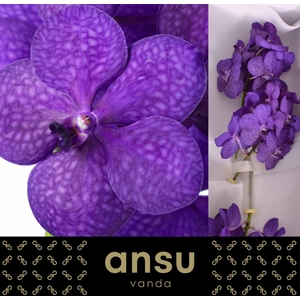 Vanda Tayanee Blue X25