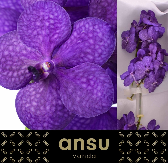 <h4>Vanda Tayanee Blue X25</h4>