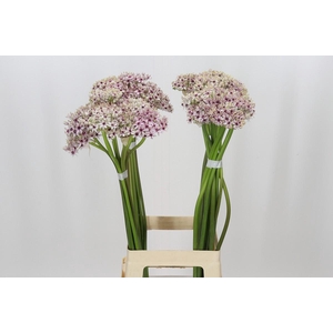 Allium Silverspring