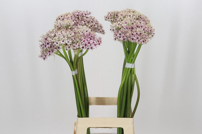 <h4>Allium Silverspring</h4>