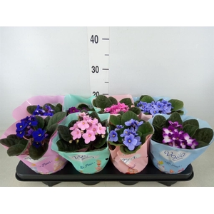 Saintpaulia   ...mix