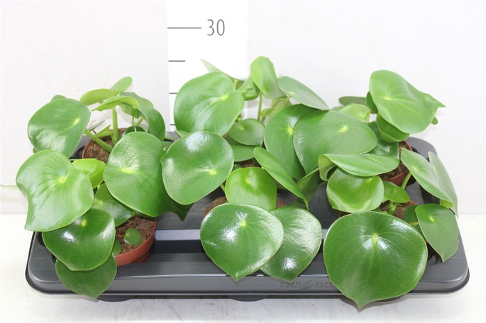 <h4>Peperomia Polybotrya Raindrop</h4>