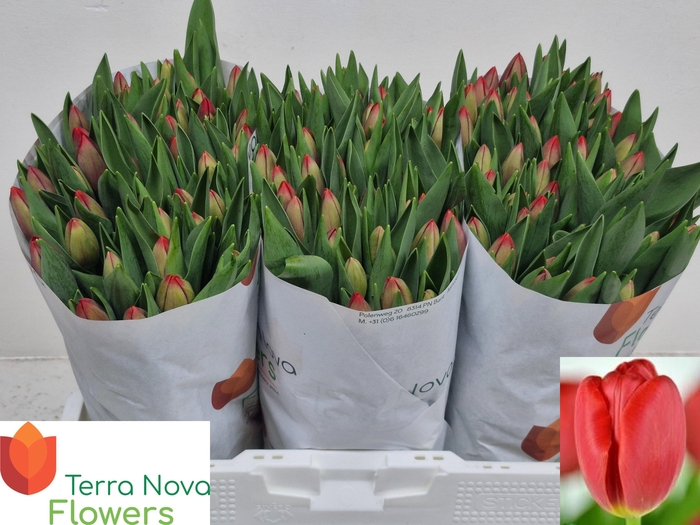 <h4>TU EN RESCUE</h4>