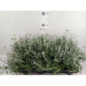 Rhodanthemum  'Casablanca'