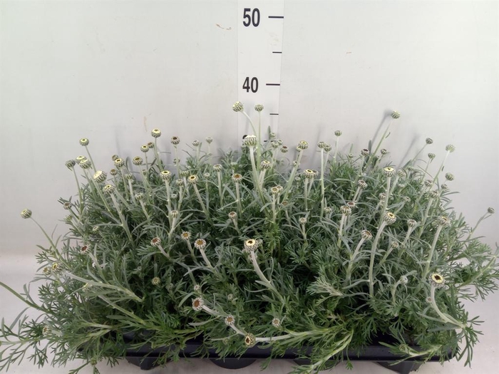 <h4>Rhodanthemum  'Casablanca'</h4>