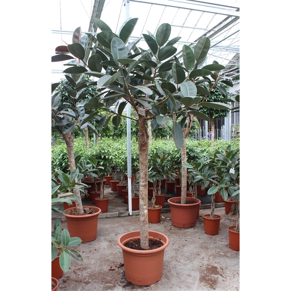 <h4>Ficus Burgundy</h4>