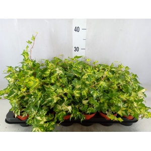 Hedera helix