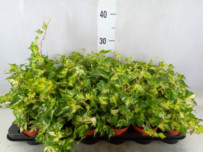 <h4>Hedera helix</h4>