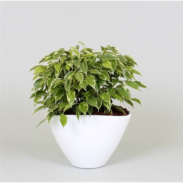 <h4>Arrangement ficus kinky in enveloppot</h4>