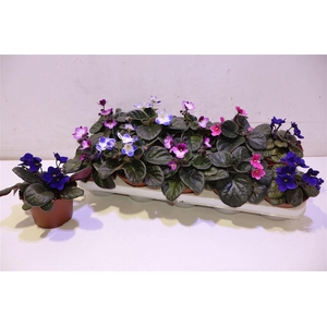 arr8 Saintp Gem 6 Kl