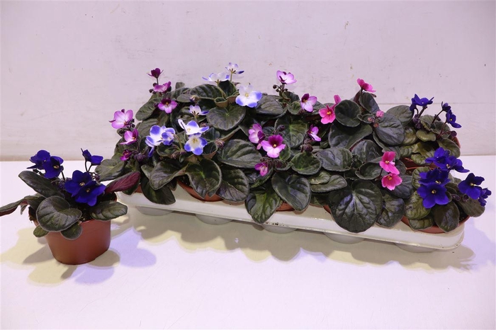 <h4>Saintp Gem 6 Kl</h4>