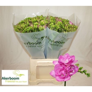 Fr Du Romantic Pink