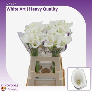 Calla White Art | Heavy Quality