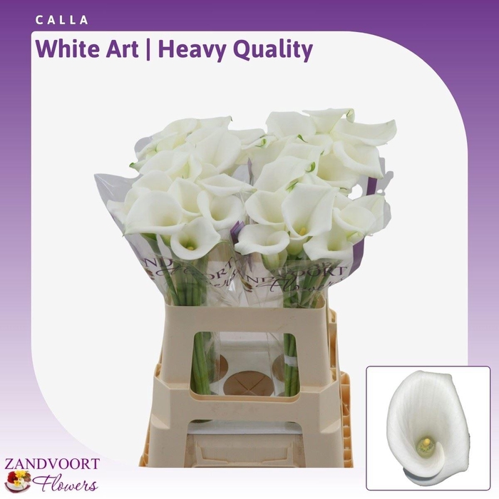 <h4>Calla White Art | Heavy Quality</h4>