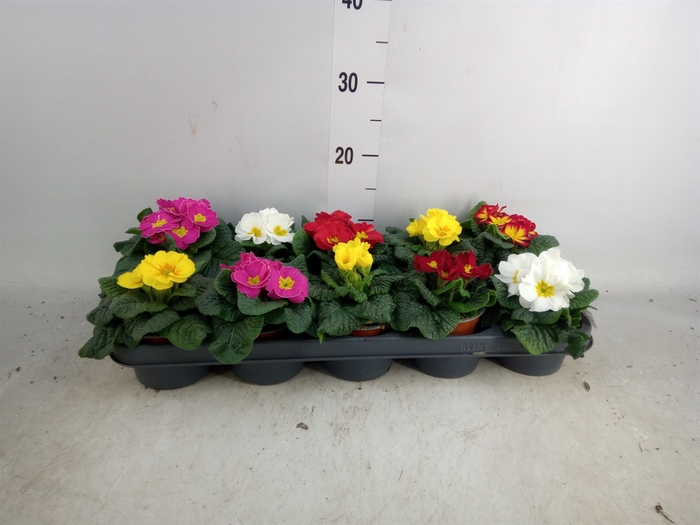 <h4>Primula ac.   ...mix</h4>