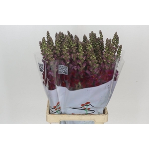 Antirrhinum Potomac Red