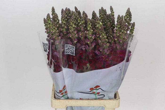 Antirrhinum Potomac Red