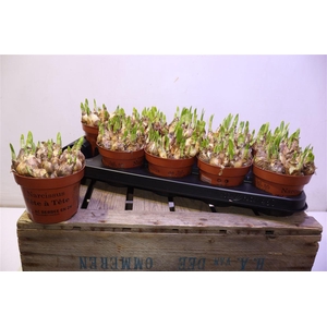 arr8 Narc O Tete A Tete