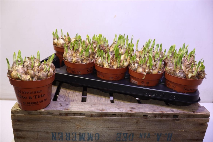 <h4>arr8 Narc O Tete A Tete</h4>