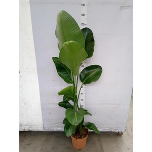 Strelitzia nicolai