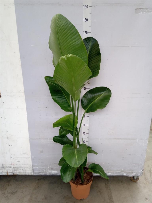 <h4>Strelitzia nicolai</h4>