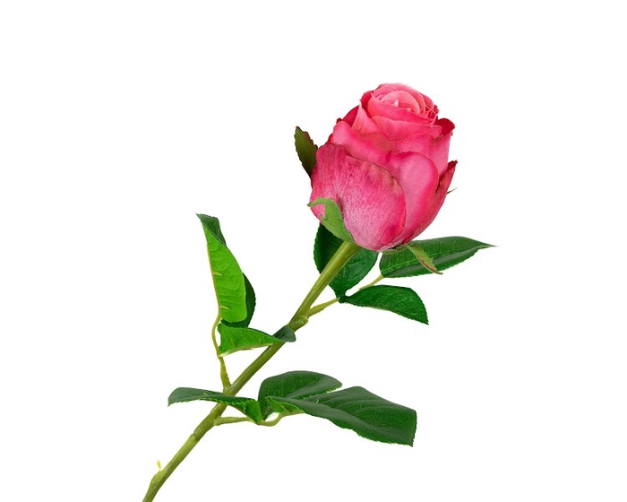 <h4>Rosa Pink Dark</h4>