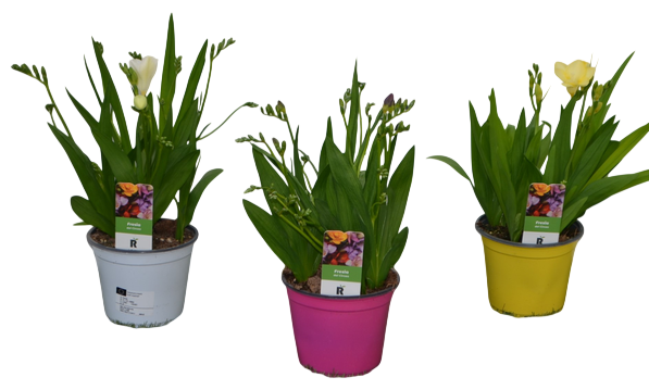 <h4>Freesia Lucca</h4>