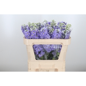 Delphinium El Lilac Conce